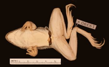 Media type: image;   Herpetology A-19390